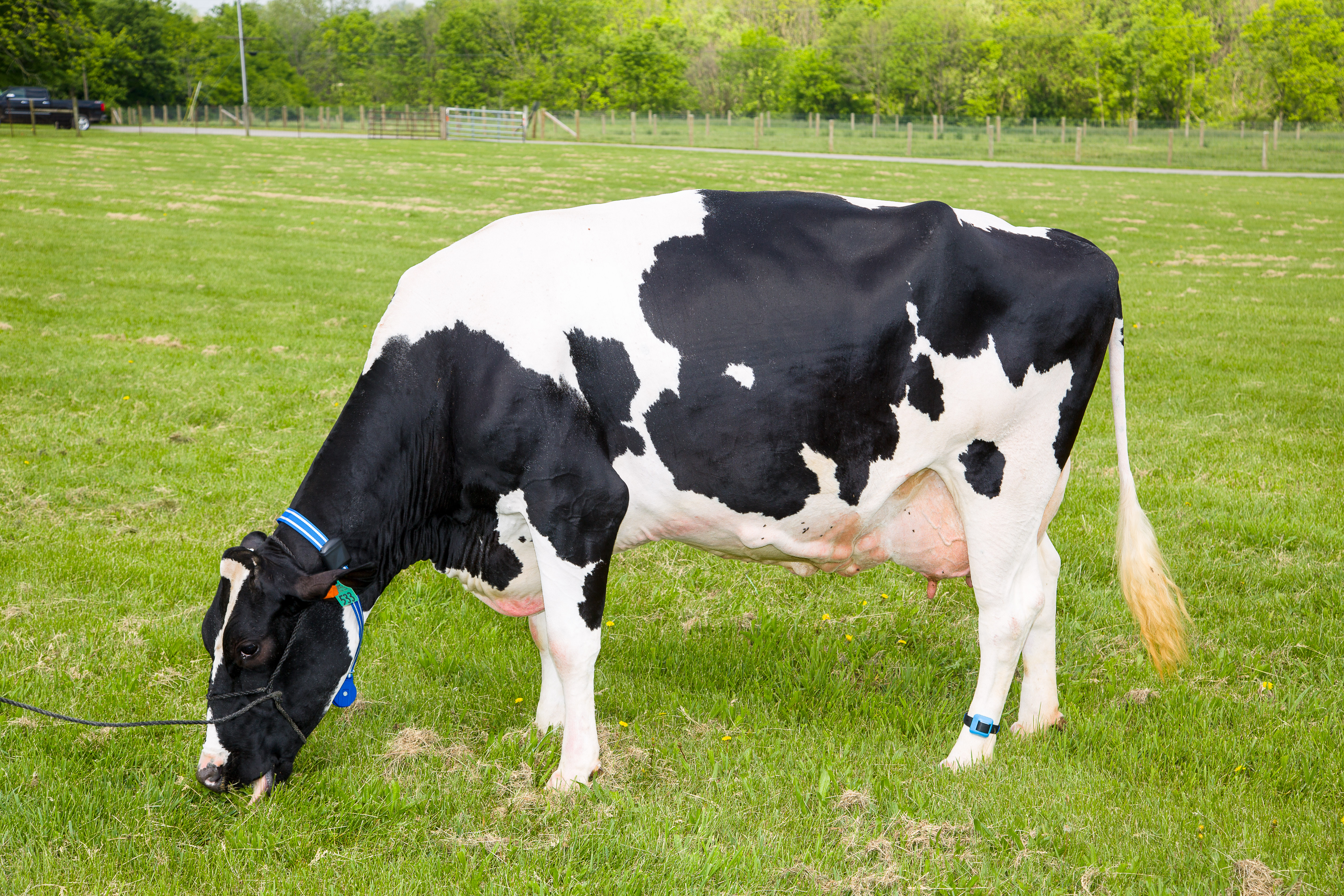 A dairy cow wore the latest precision dairy sensors at the Dairy Research Unit on Coldstream Farm.