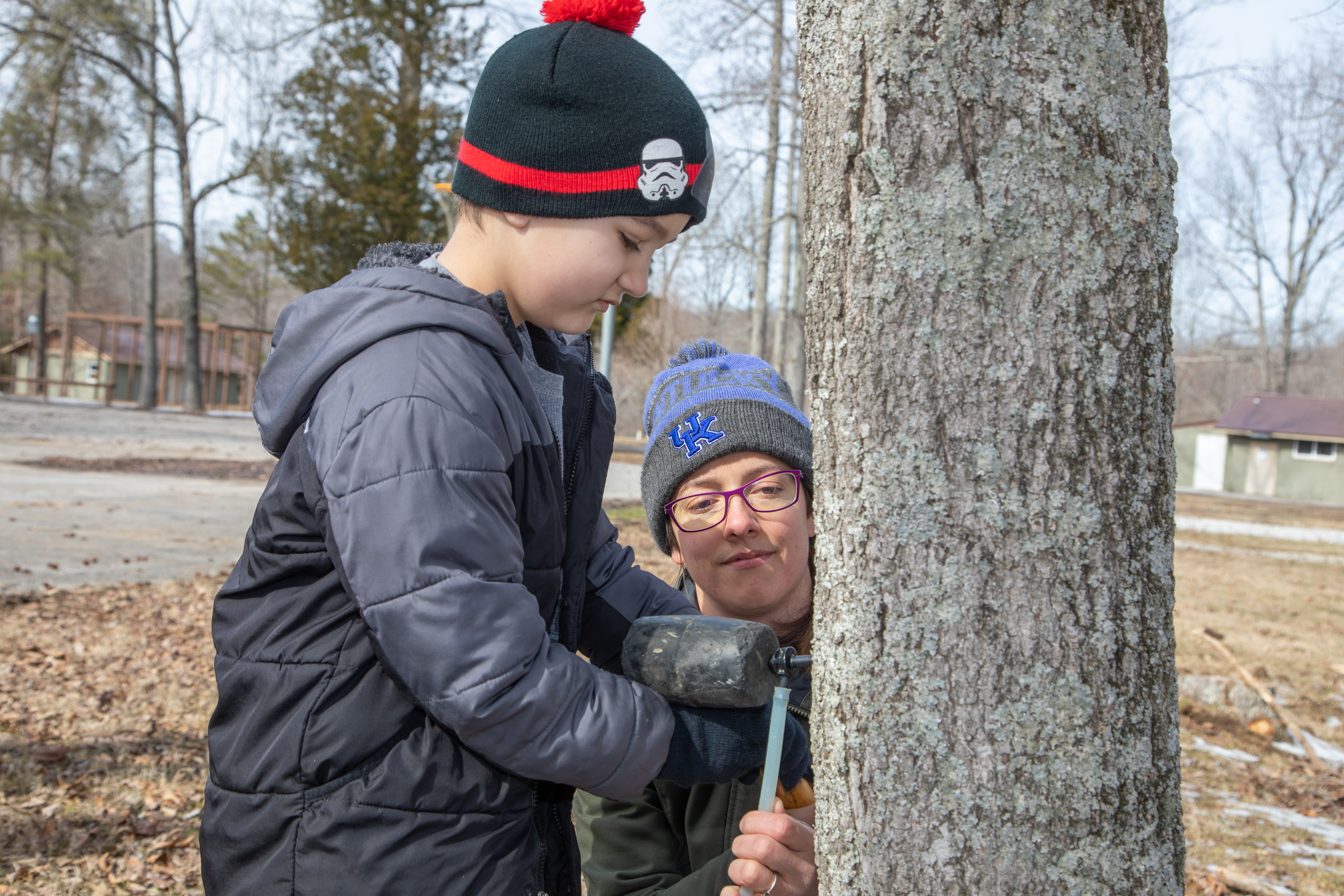 A guest at the 2023 maple festival uses a mallet to secure a spile, used for collecting sap, into the trunk of a maple tree. 