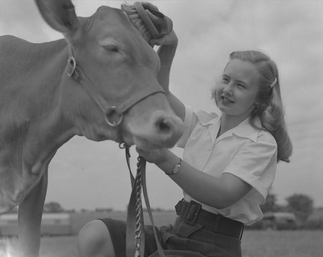 Woman brushing cow