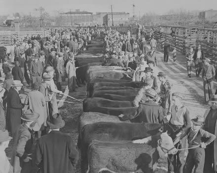 4-H Beef Show, circa 1930s