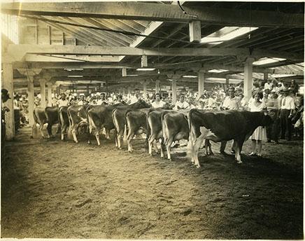 4-H Dairy 1929 competition